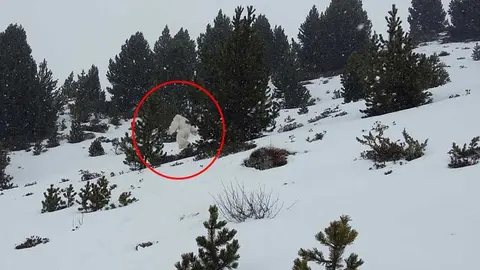 Imagen del supuesto Yeti tomada por los esquiadores.