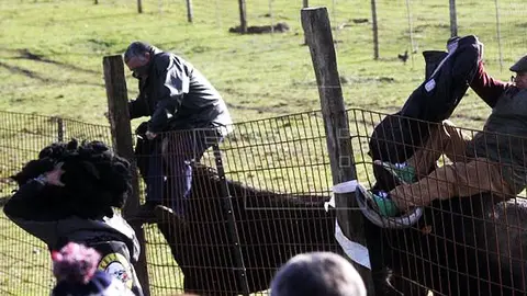 Un momento de la cogida de dos de los hombres, padre e hijo 