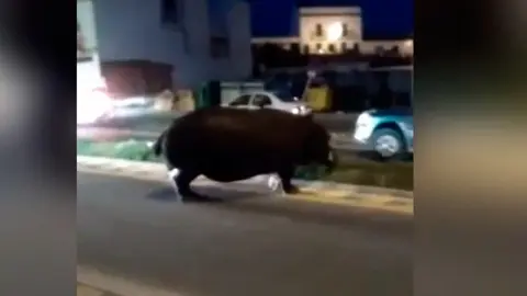 Hipopótamo paseando por las calles de Palos de la Frontera. EFE