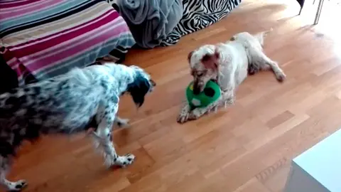 Ivan juega con su nuevo amigo. SOS SETTER