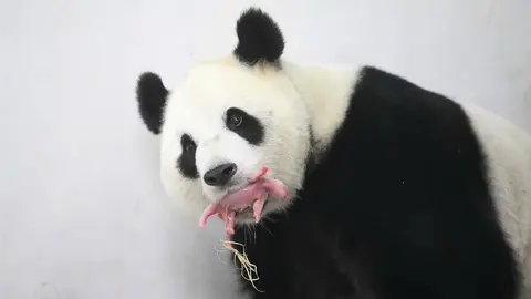 Nace una cría de panda gigante en un zoo de Bruselas.