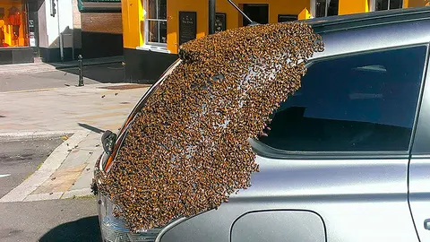 El enjambre de abejas en la parte trasera del coche de la mujer. THE SUN