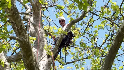 Profesionales de la trepa de árboles realizan una exhibición en la presentación del Campeonato nacional que se celebrará en Pamplona. S. REDíN (1)