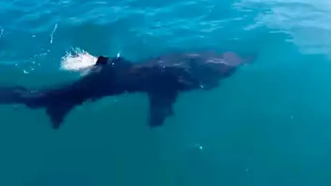 Tiburón en la costa de Salou.