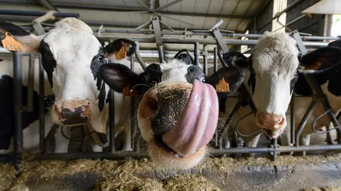 Fiesta en la granja de Lacturale. PABLO LASAOSA 04