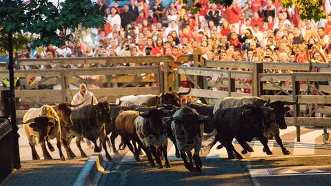 Encierrillo con los toros de Victoriano celebrado en la noche del 11 de julio. PABLO LASAOSA (6)