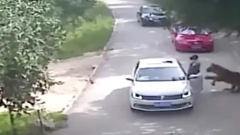 Una mujer muere en un safari de China atacada por un tigre.