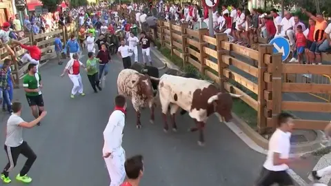 Imagen del tercer encierro de Tudela, con la ganadería Germán Vidal de Cabanes