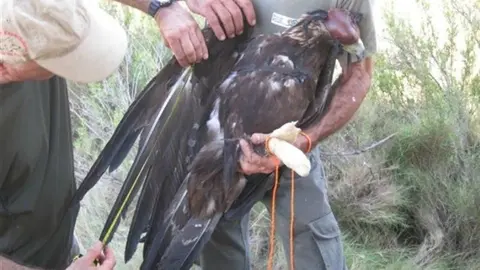 Así han preparado el águila real en Navarra. 