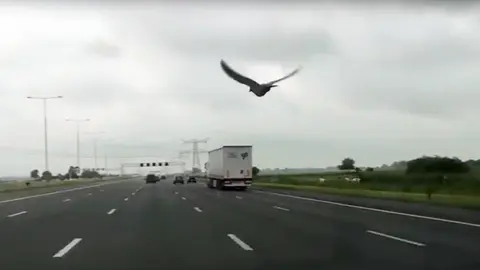 Paloma viajando por una autopista de Holanda.