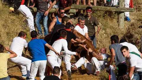 Primer encierro del Pilón de Falces con vacas de Vicente Domínguez, de Funes. PABLO LASAOSA (9)