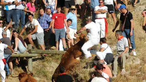 Primer encierro del Pilón de Falces con vacas de la ganadería de Vicente Domínguez de Funes. MIGUEL OSÉS