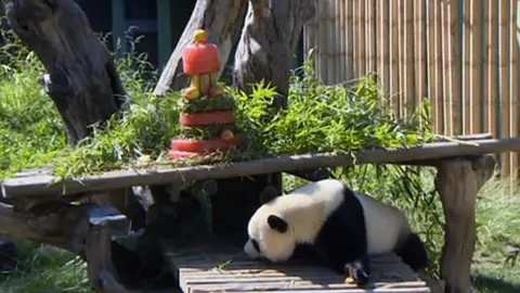 Nace una hembra de oso panda en el zoo de Madrid.