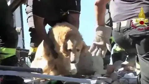 El perro Romeo fue rescatado después de 9 días entre los cascotes del terremoto.