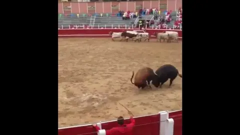 toros