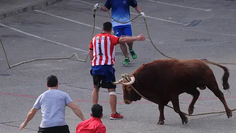 El toro con soga vuelve a Lodosa otro fin de semana mas gracias a la ganaderia de El Pincha. MIGUEL OSÉS (5)