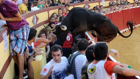Los animales de El Pincha no defraudan este domingo en Lodosa con un toro ensogado incansable y una vaca saltarina. MIGUEL OSÉS (23)