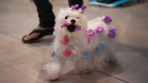 XXIV Exposicion Internacional Canina en Refena.MIGUEL OSÉS_3