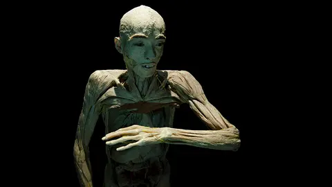 El baluarte acoje durante seis meses la exposición Human Bodies The Exhibition. MIGUEL OSÉS_5