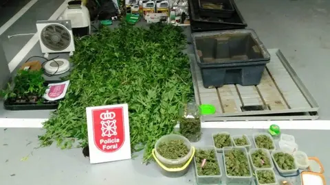 Asalto a un laboratorio de cultivo de marihuana en Funes y Rada este es el arsenal de cannabis con el que sorprenden a un vecino