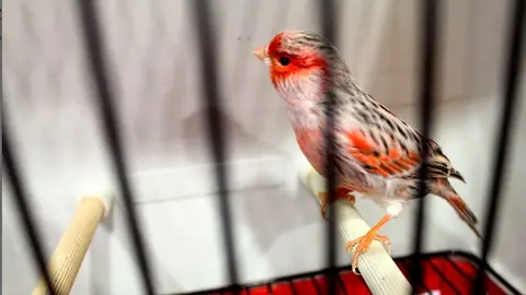 Exposición-concurso de canarios celebrada en el Palacete de Burlada. S. REDIN (7)