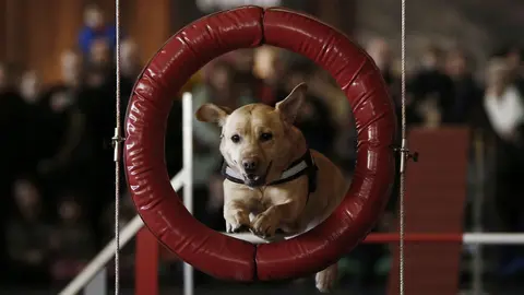 Pamplona Negra ofrece una exhibición a cargo de la unidad canina de la Policía Foral. EFE/Diges
