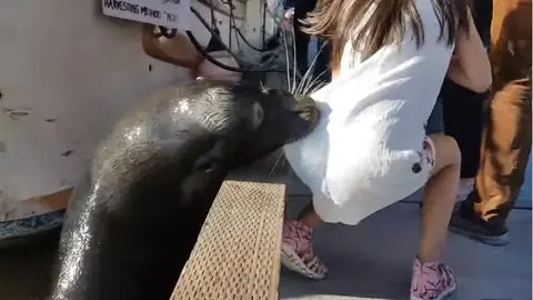 Un león marino ataca a una niña en Canadá