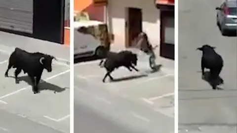 Imagenes del tororecorriendo las calles de Elche dela Sierra en Albacete. YOUTUBE