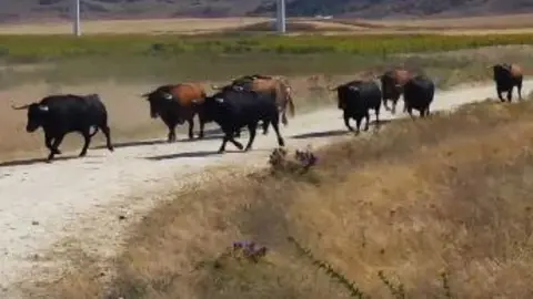 Toros de Cebada Gago en la dehesa.