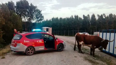 La Policía Foral ha localizado en el término de Valtierra una de las vacas que se ha escapado de una trashumancia en Castejón POLICÍA FORAL