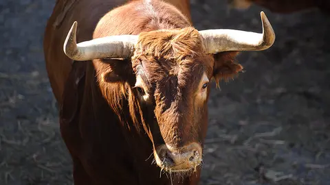 Los toros de Jandilla para San Fermín 2017 en los corrales del Gas de Pamplona. MIGUEL OSÉS (5)