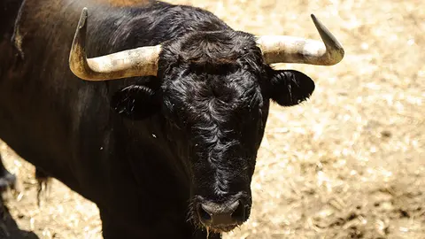 Ganadería Nuñez del Cuvillo. MIGUEL OSÉS_6