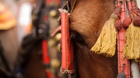 El paseo de las Mulillas hacia la Plaza de Toros. MIGUEL OSÉS_8
