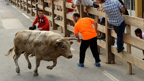 Encierro de Lodosa con los novillos de la ganadería de Prieto de la Cal. MIGUEL OSÉS (14)