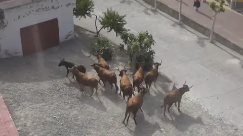 Cuarto encierro del Estrecho de Arguedas