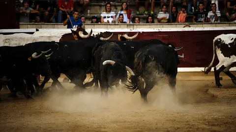 Desencajonamiento de los toros que correrán los encierros y se lidiaran en la feria de Tafalla de 2017. MIGUEL OSÉS (18)