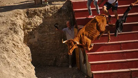 Último encierro del estrecho en Arguedas con las vacas de la ganadería Ustarroz. MIGUEL OSÉS (18)