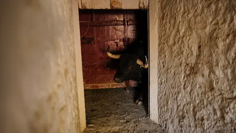 Así se trabaja en los chiqueros de la plaza de Tafalla para preparar la salida de los toros al coso. MIGUEL OSÉS (14)