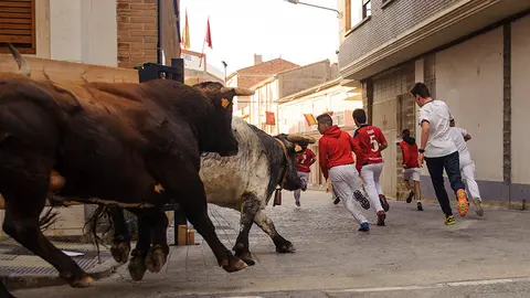 Encierro de pasadas en Peralta. MIGUEL OSÉS_15
