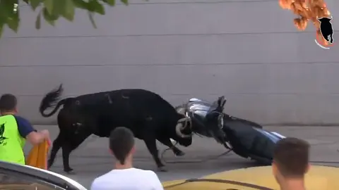 El toro ensogado de Lodosa embiste contra una moto que encuentra en su recorrido Foto TOROVICIAOCOM
