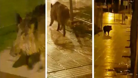 El jabalí paseando por la acera en la avenida de Barañáin