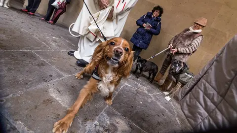 Bendición de mascotas en los porches de la iglesia de San Nicolás con motivo del día de San Antón, patrón de los animales (20). IÑIGO ALZUGARAY