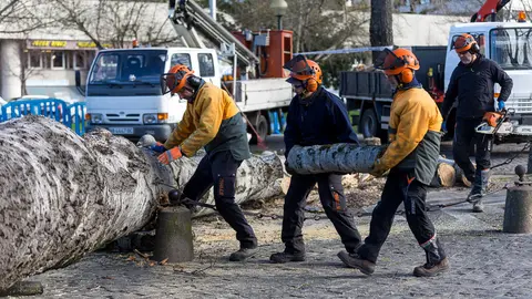 Operarios del Ayuntamiento de Pamplona trabajan en la retirada de un árbol caído en la Vuelta de Castillo de Pamplona (07). IÑIGO ALZUGARAY