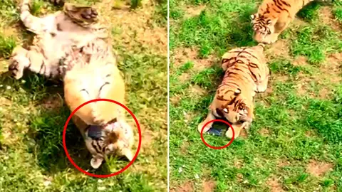 Un tigre en Cabárceno juguetea con el móvil caído de uno de los visitantes. CEDIDA