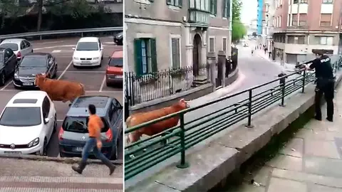 Un buey desorientado pasea por un aparcamientos y las calles del centro de la localidad alavesa de Llodio.