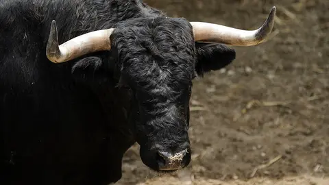 Toros de la ganadería Puerto de San Lorenzo (62) que serán corridos y lidiados el día 7 de Julio. MIGUEL OSÉS_8
