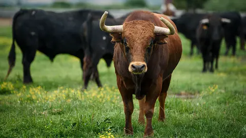 Ganaderia de Pincha de Lodosa que debutará en la novillada de la Feria del Toro de San Fermín en 2018. MIGUEL OSÉS (7)