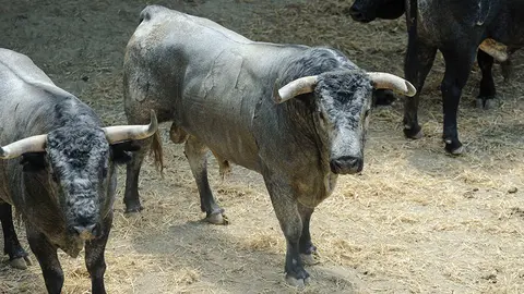 Toros de la ganadería José Escolar (nº64) que serán corridos y lidiados el día 8 de Julio. MIGUEL OSÉS7