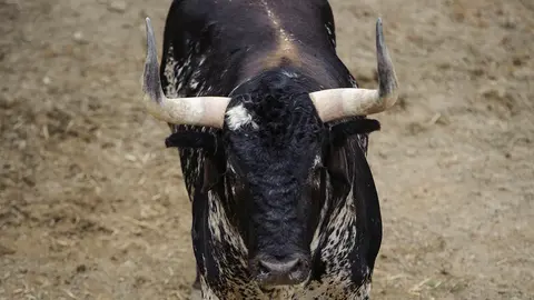 El Toro 'Botijo' (nº 83) de la ganadería de Cebada Gago y de 570 kilos de peso en los corrales del Gas de Pamplona. MIGUEL OSÉS (2)