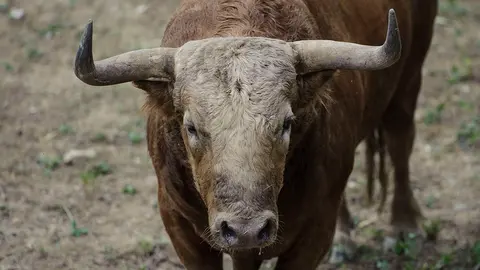 El Toro 'Libertador' (nº 127) de la ganadería de Fuente Ymbro y de 560 kilos de peso en los corrales del Gas de Pamplona. MIGUEL OSÉS (1)
